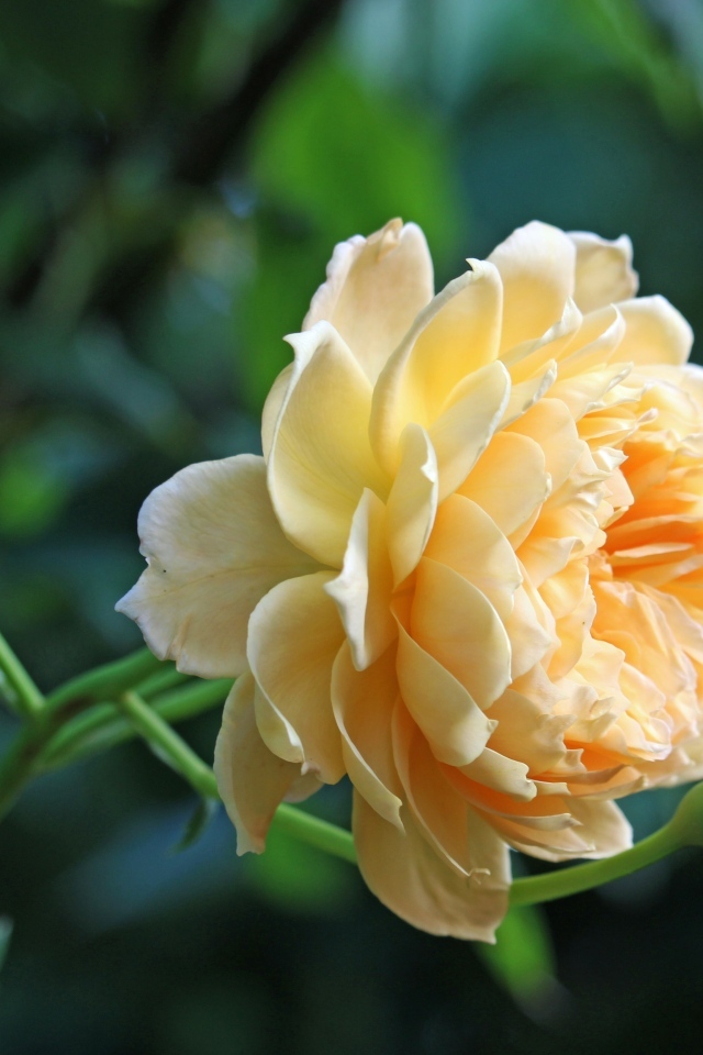 Кремовая роза с бутонами на зеленом фоне