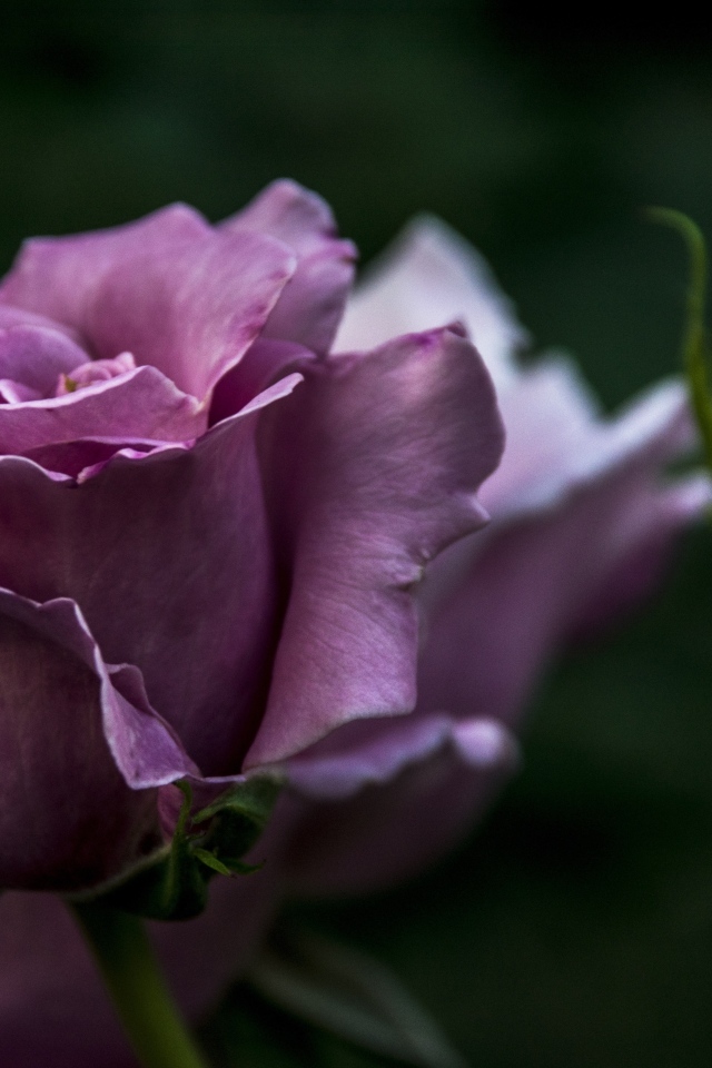 Кривые нежно розовые розы с бутонами