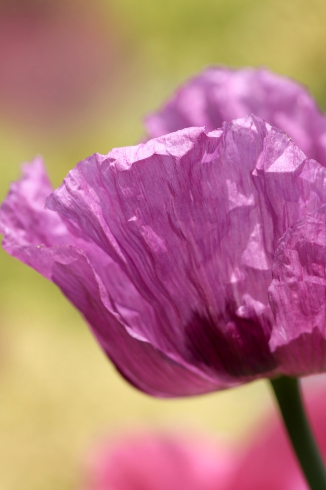 Милый сиреневый полевой мак