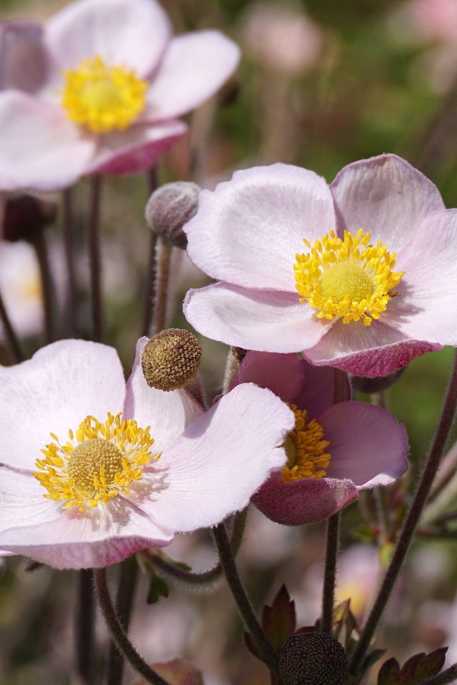 Милые розовые цветы анемоны