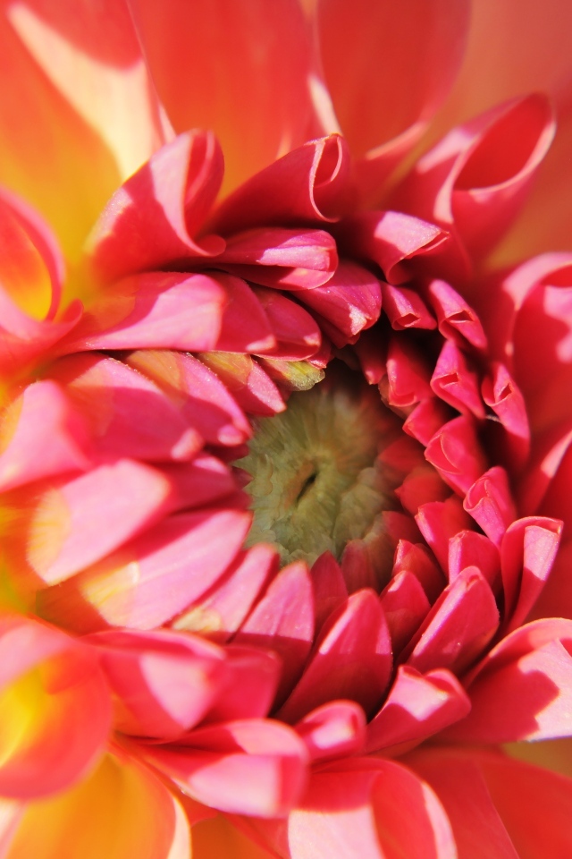 Цветок георгина крупным планом