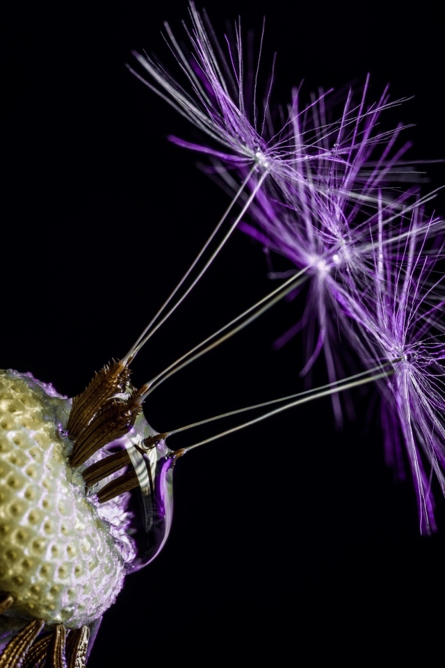 Цветок одуванчика на черном фоне крупным планом