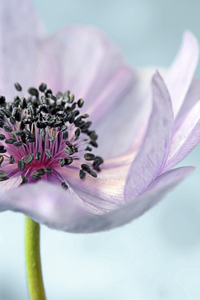 Нежный цветок анемон на сером фоне