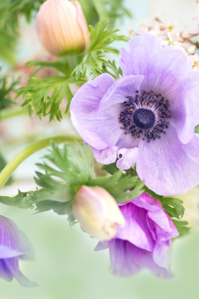 Нежные цветы анемоны с бутонами крупным планом