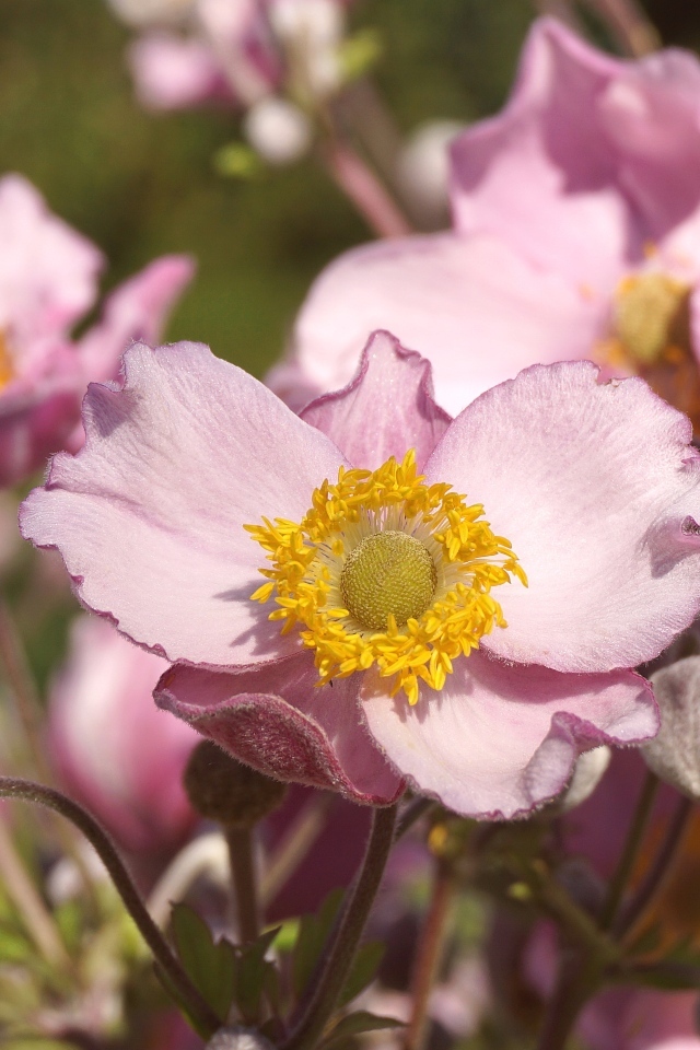 Нежные цветы анемона с бутонами крупным планом
