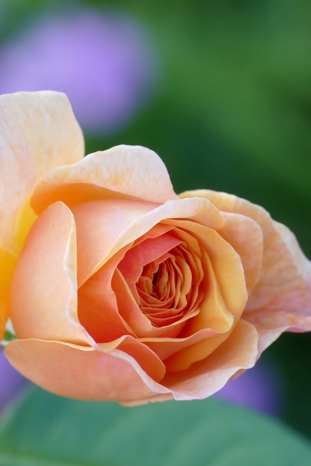 Нежная кремового цвета роза крупным планом