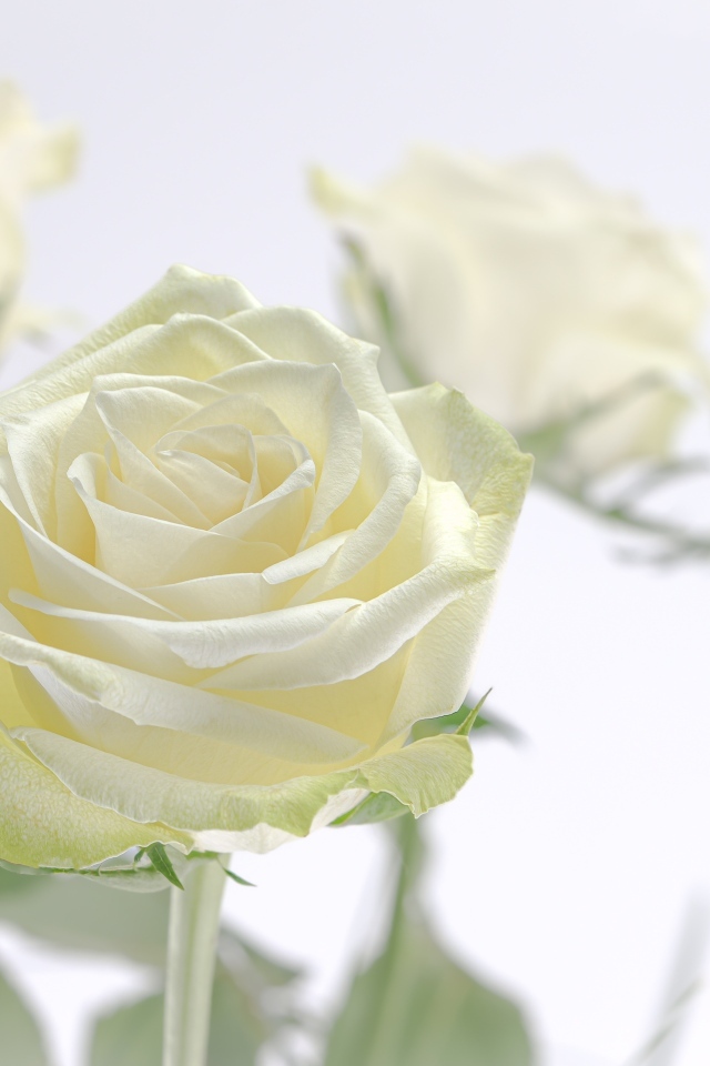 Нежный цветок ароматной белой розы крупным планом