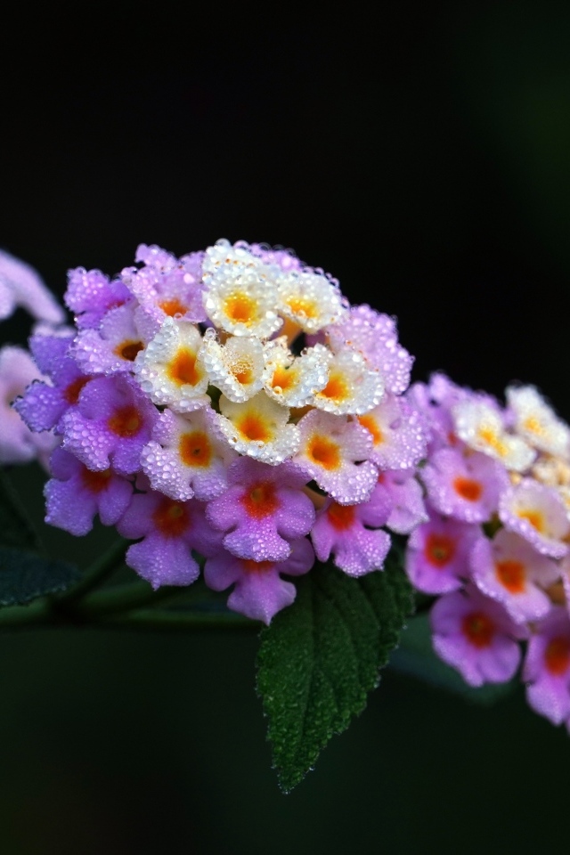 Нежный цветок лантана крупным планом