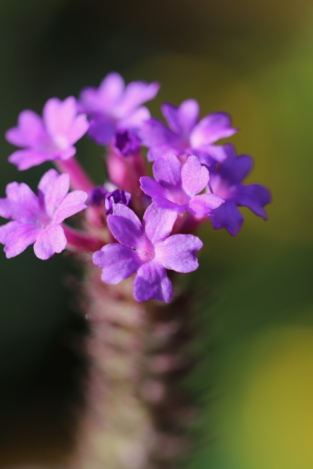 Нежный сиреневый цветок вербена жесткая