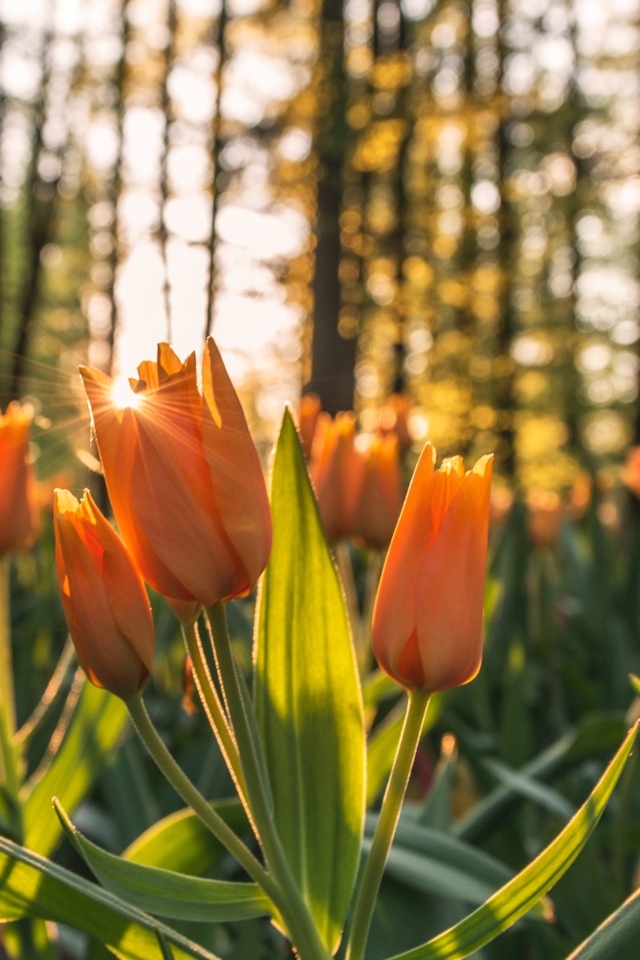 Нежные оранжевые тюльпаны в лучах солнца