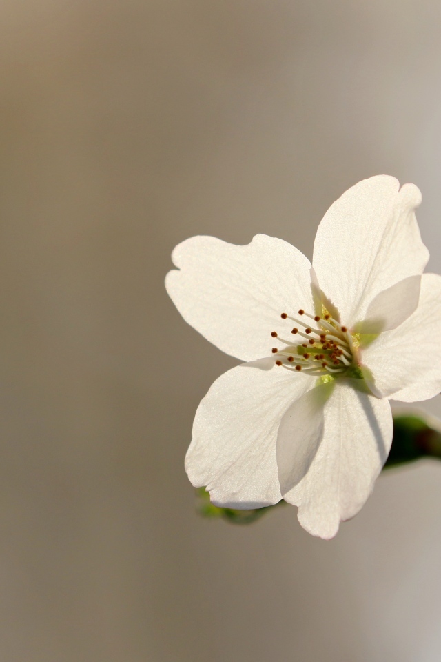 Нежные лепестки весеннего цветка вишни 