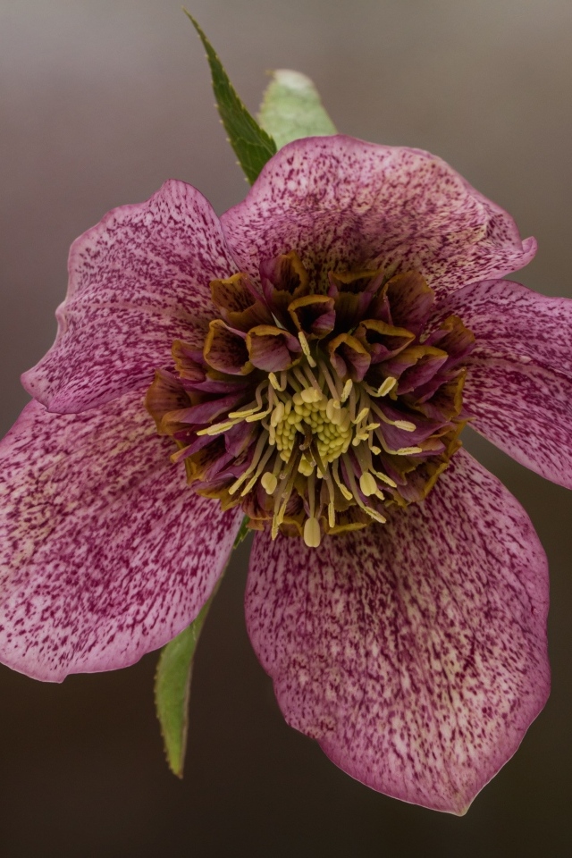 Нежный розовый цветок анемоны крупным планом