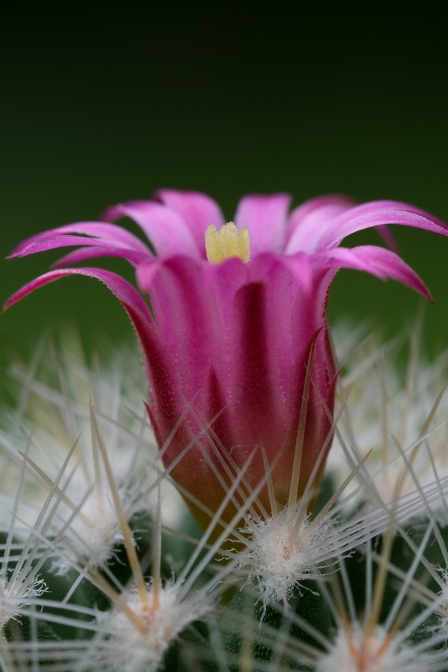 Нежный розовый цветок на колючем кактусе