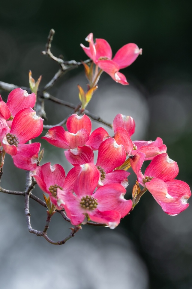 Нежные розовые цветы на ветке крупным планом