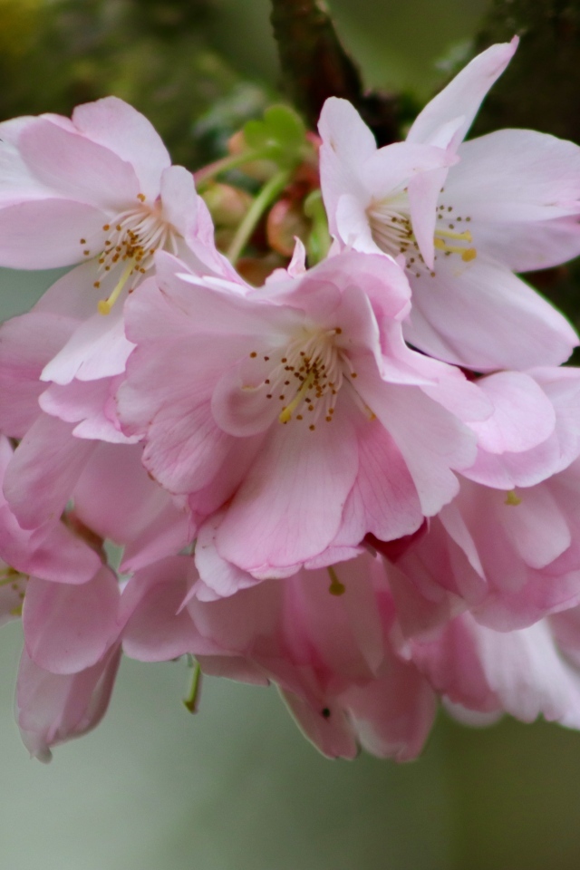 Нежные розовые цветы на ветке дерева вишни 