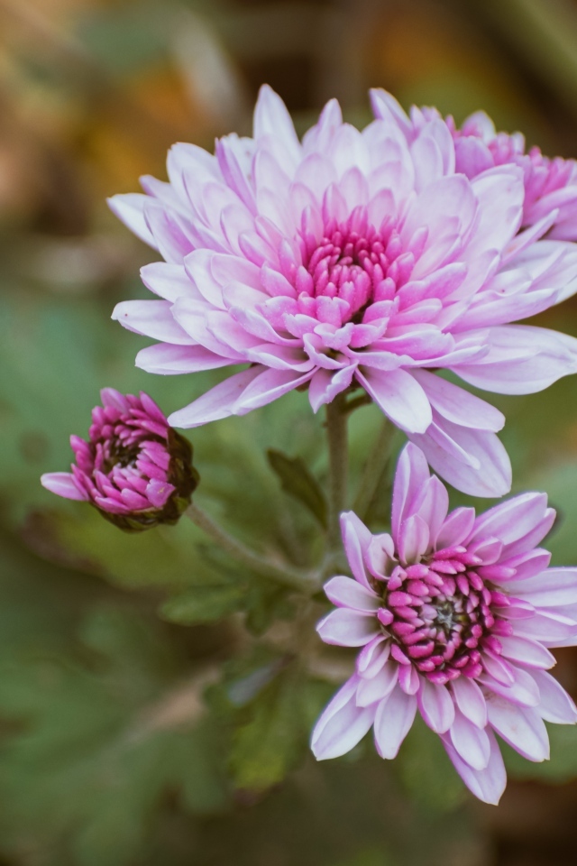 Нежная розовая садовая хризантема