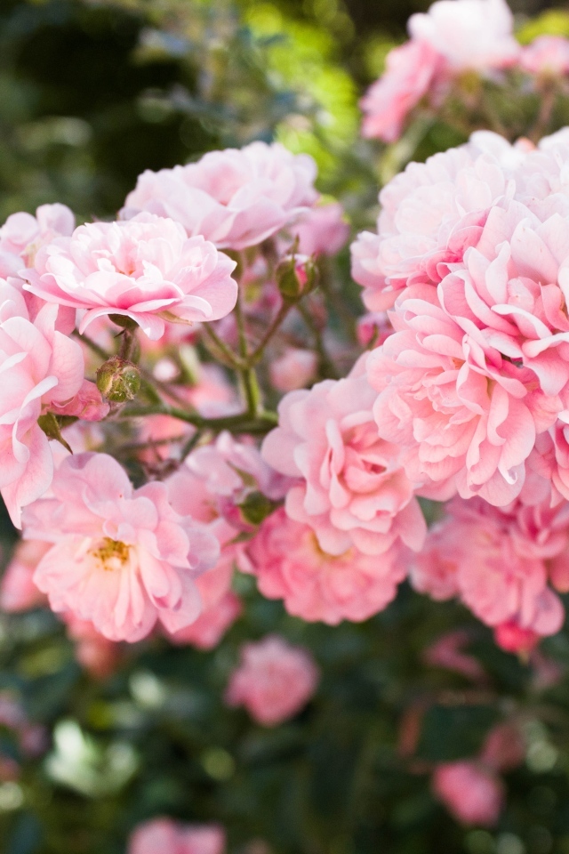 Нежные розовые садовые розы