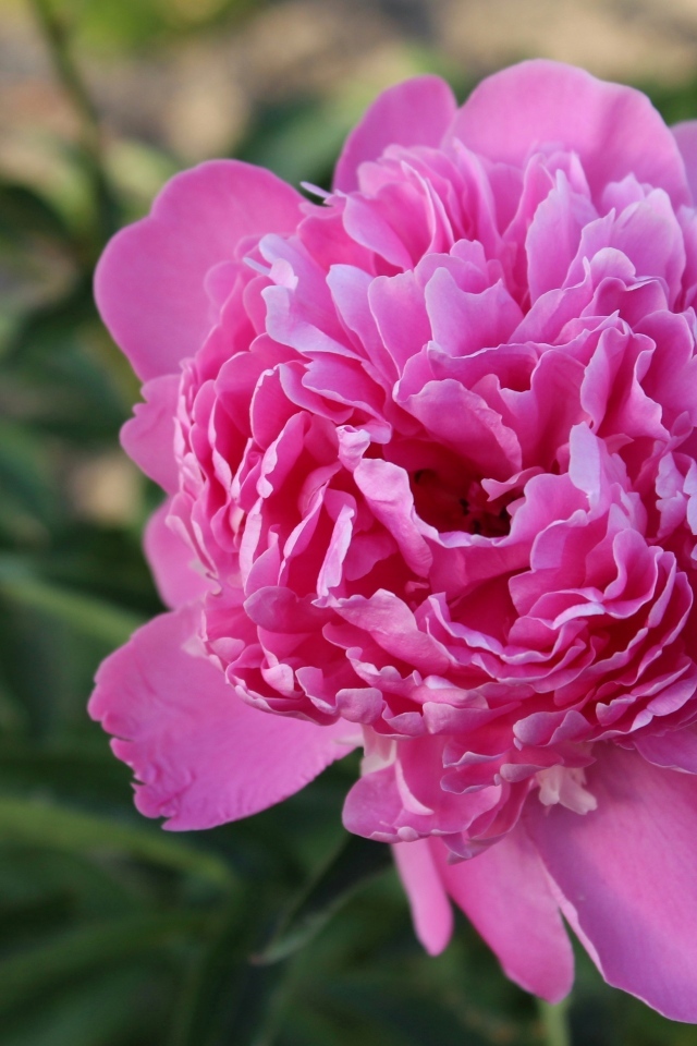 Нежный розовый пион на клумбе