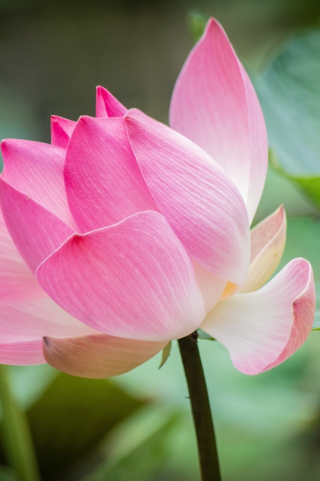 Нежные розовые лепестки красивого цветка лотоса