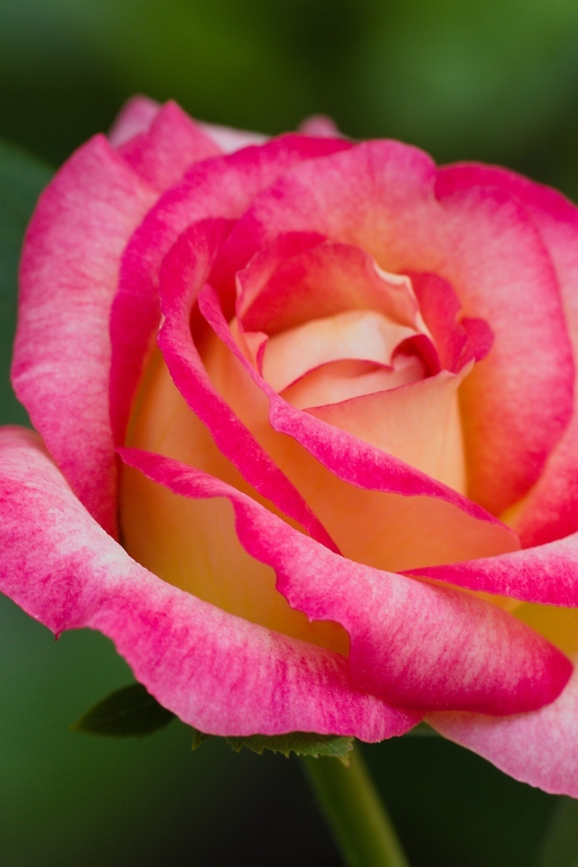 Нежная розовая роза крупным планом