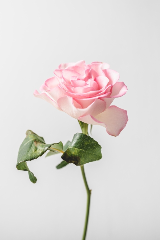 Нежная розовая роза на сером фоне