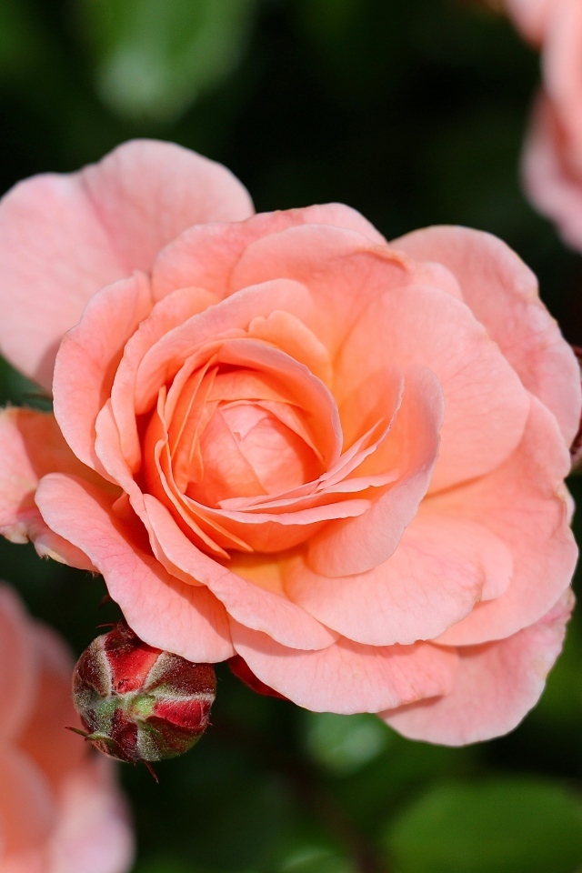 Нежная розовая роза с бутонами на клумбе