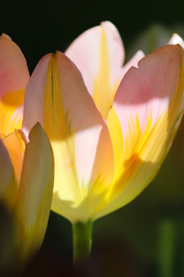 Нежные розовые тюльпаны в лучах солнца