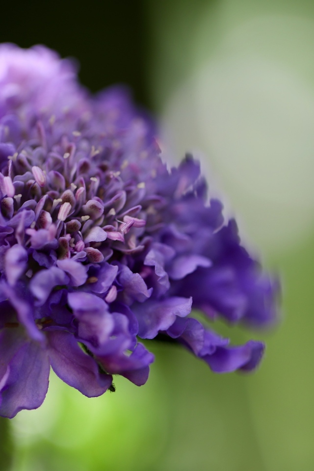 Нежный фиолетовый цветок люцида