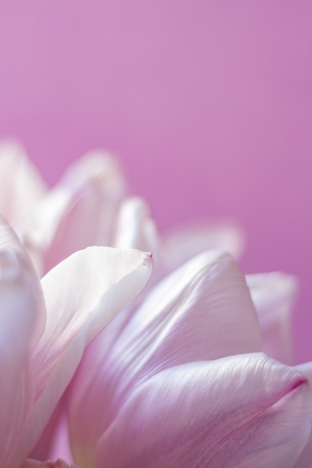 Нежные лепестки тюльпана на розовом фоне