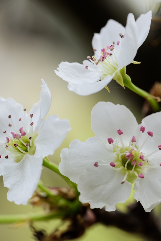 Нежные белые цветы вишни на ветках весной