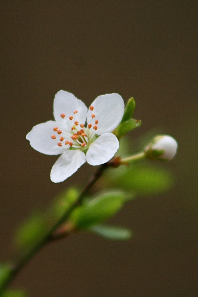 Нежный белый цветок на ветке вишни 