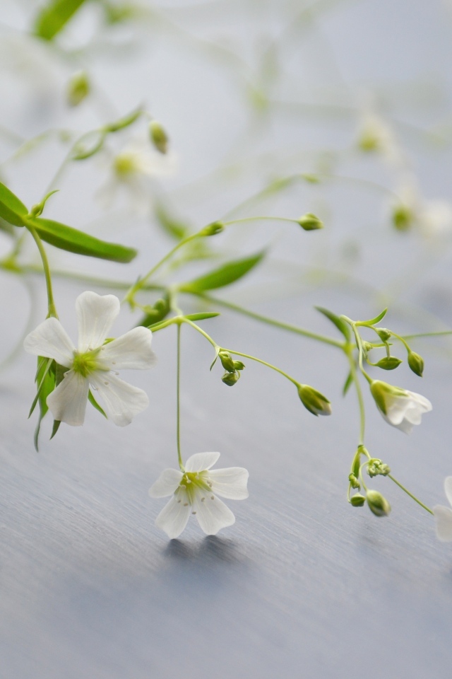 Нежные белые цветы лежат на сером столе