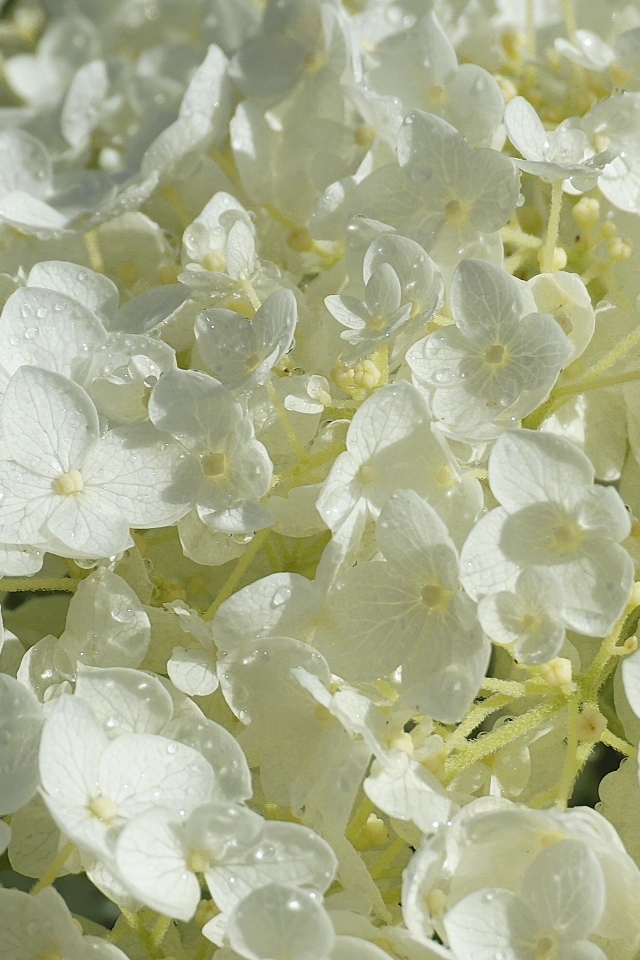 Нежный белый цветок гортензии в каплях росы