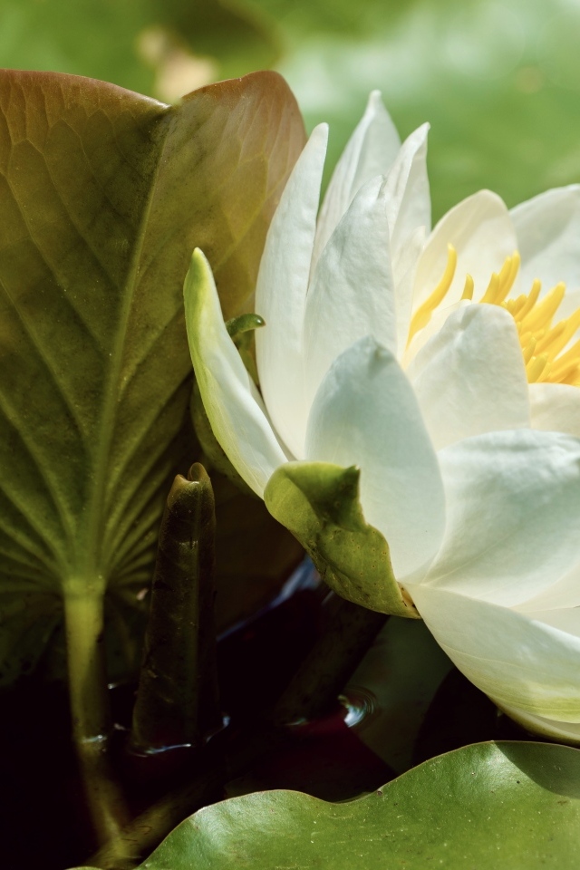 Нежный белый цветок водяной лилии в зелеными листьями