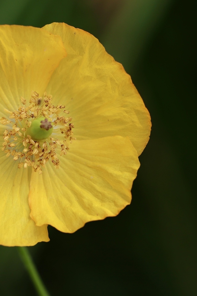 Нежный желтый цветок эшшольция крупным планом