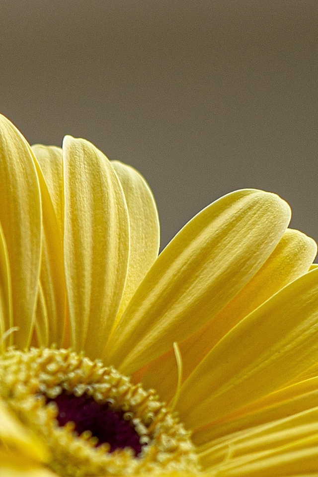 Нежные желтые лепестки герберы