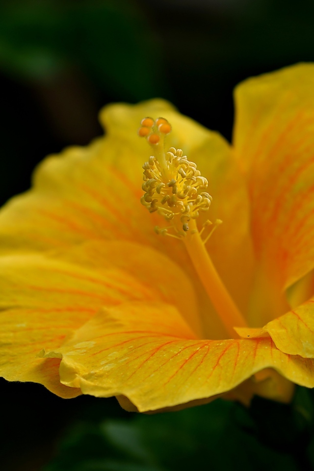 Нежный желтый цветок гибискуса крупным планом