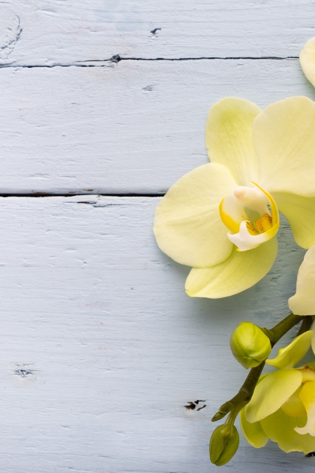 Нежные желтые орхидеи на сером фоне