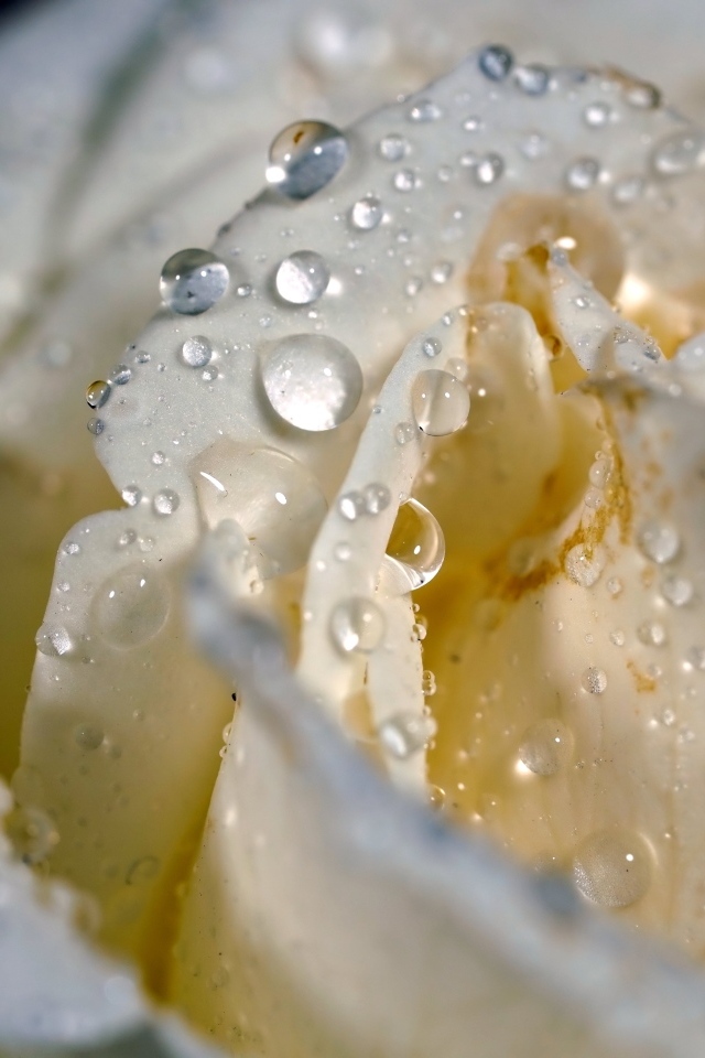 Капли росы на белых лепестках розы