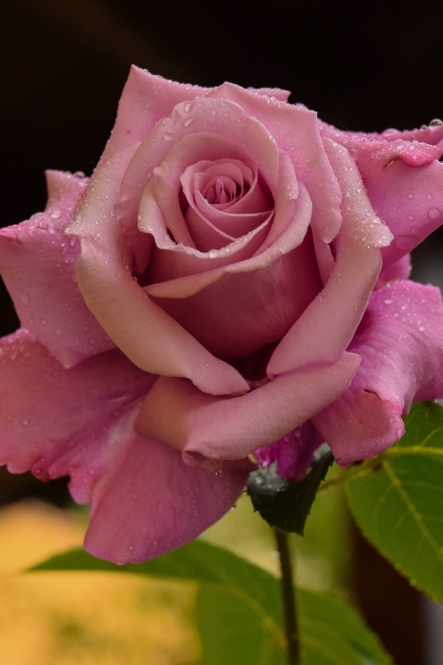 Роса на лепестках розовой розы