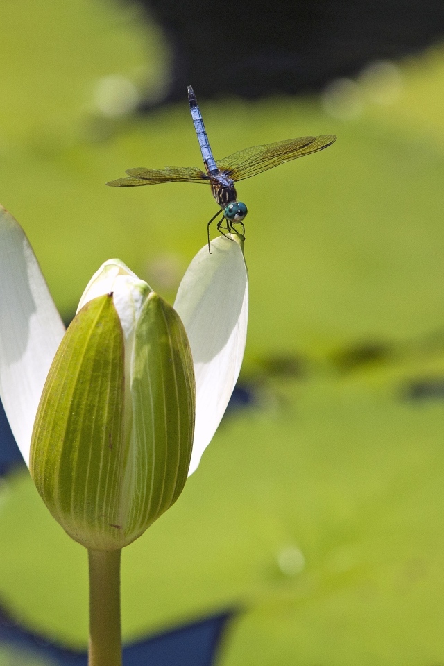 Стрекоза сидит на белом цветке водяной лилии