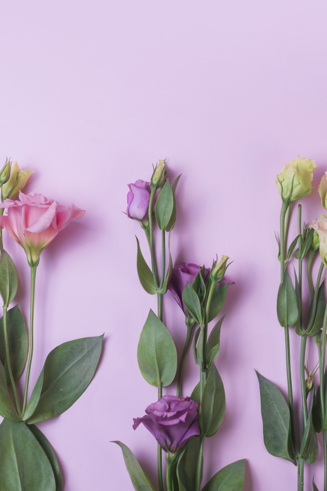 Цветы эустомы на розовом фоне