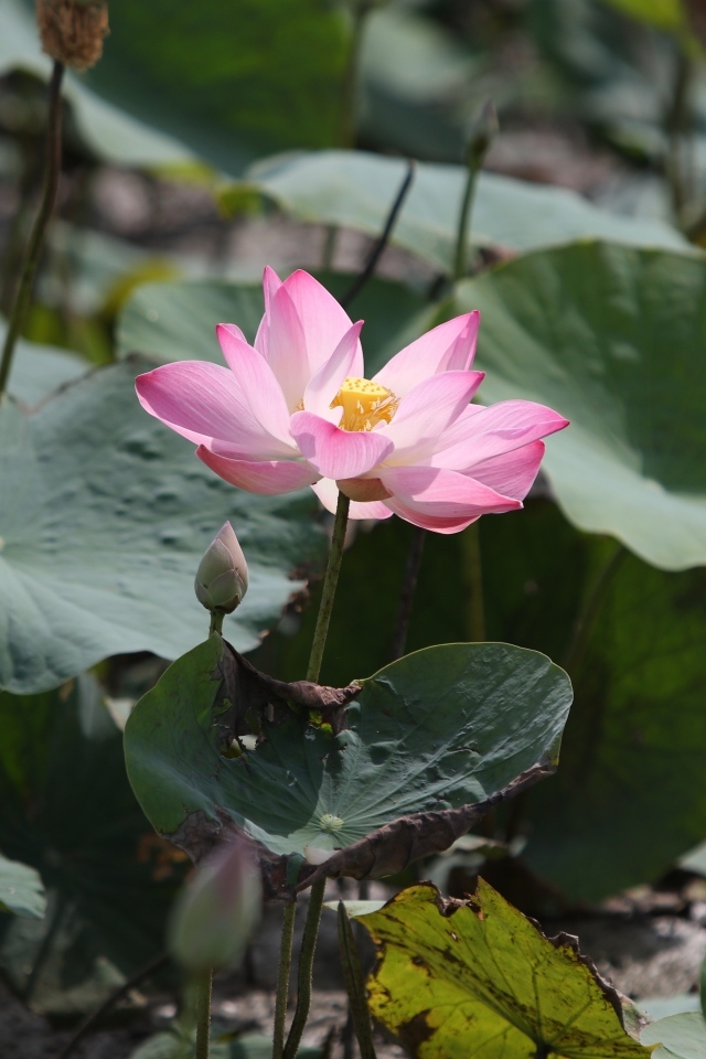 Экзотический цветок лотоса в воде крупным планом