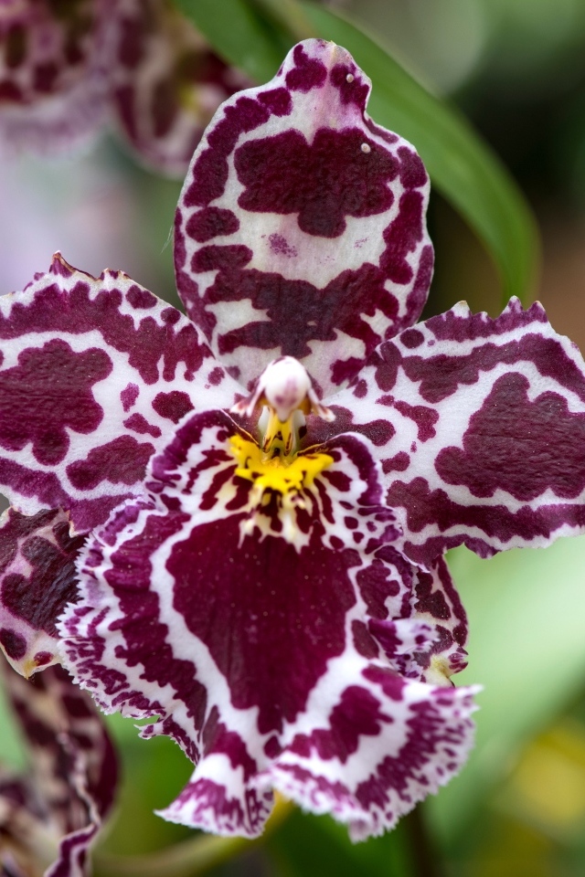 Экзотическая пятнистая орхидея крупным планом