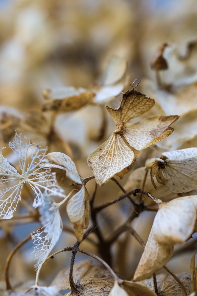 Отцветшие цветы гортензии крупным планом