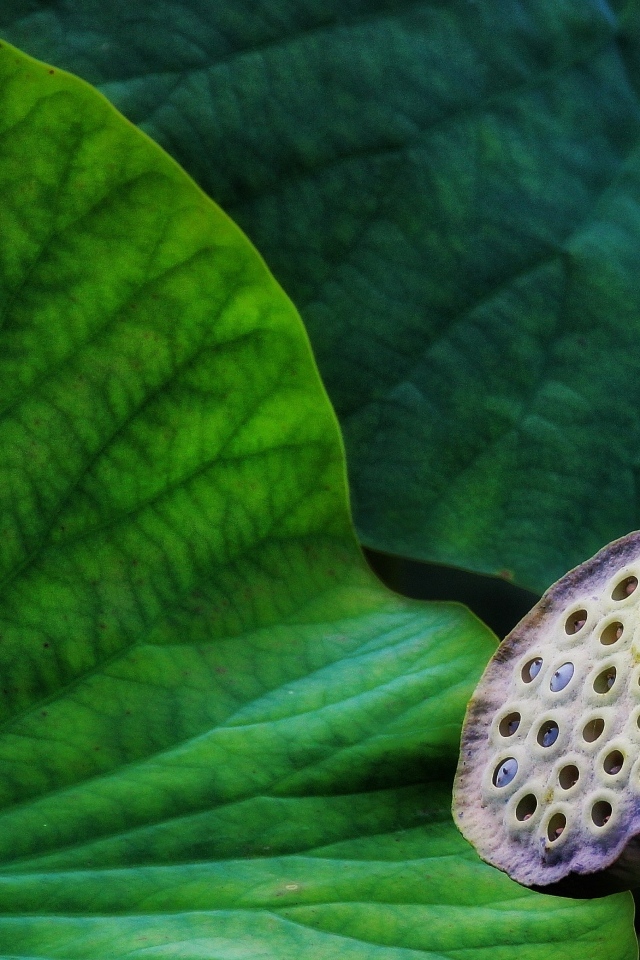 Отцветший цветок лотоса с зелеными листьями