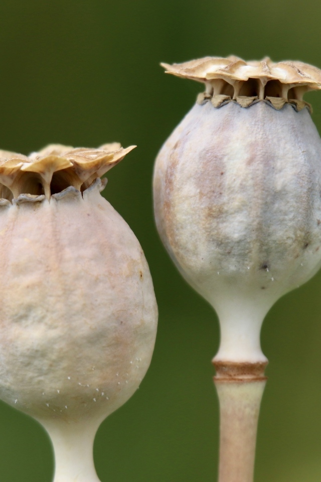 Отцветшие бутоны мака крупным планом