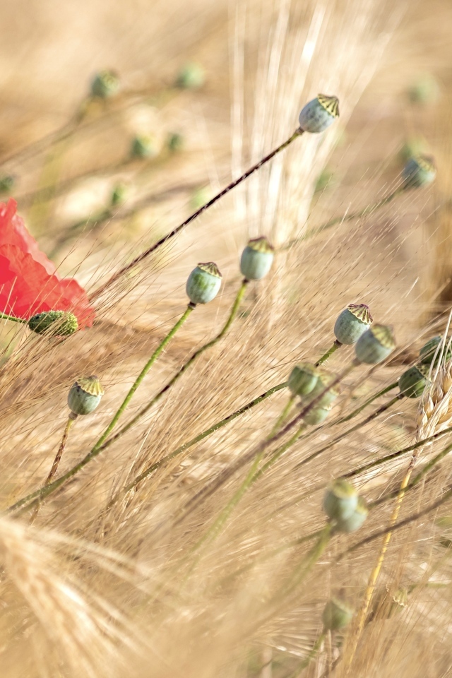 Отцветший  мак в колосьях пшеницы
