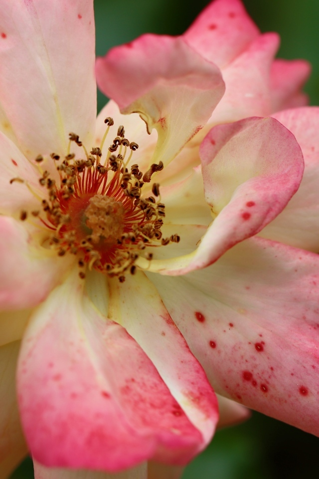 Отцветающая роза на клумбе крупным планом