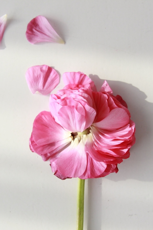 Опавший розовый цветок лютика на сером фоне